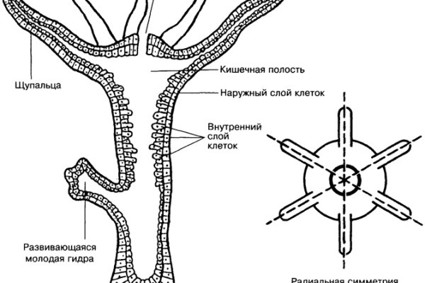 Кракен порошок