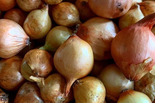 Ссылки на кракена и на мегу